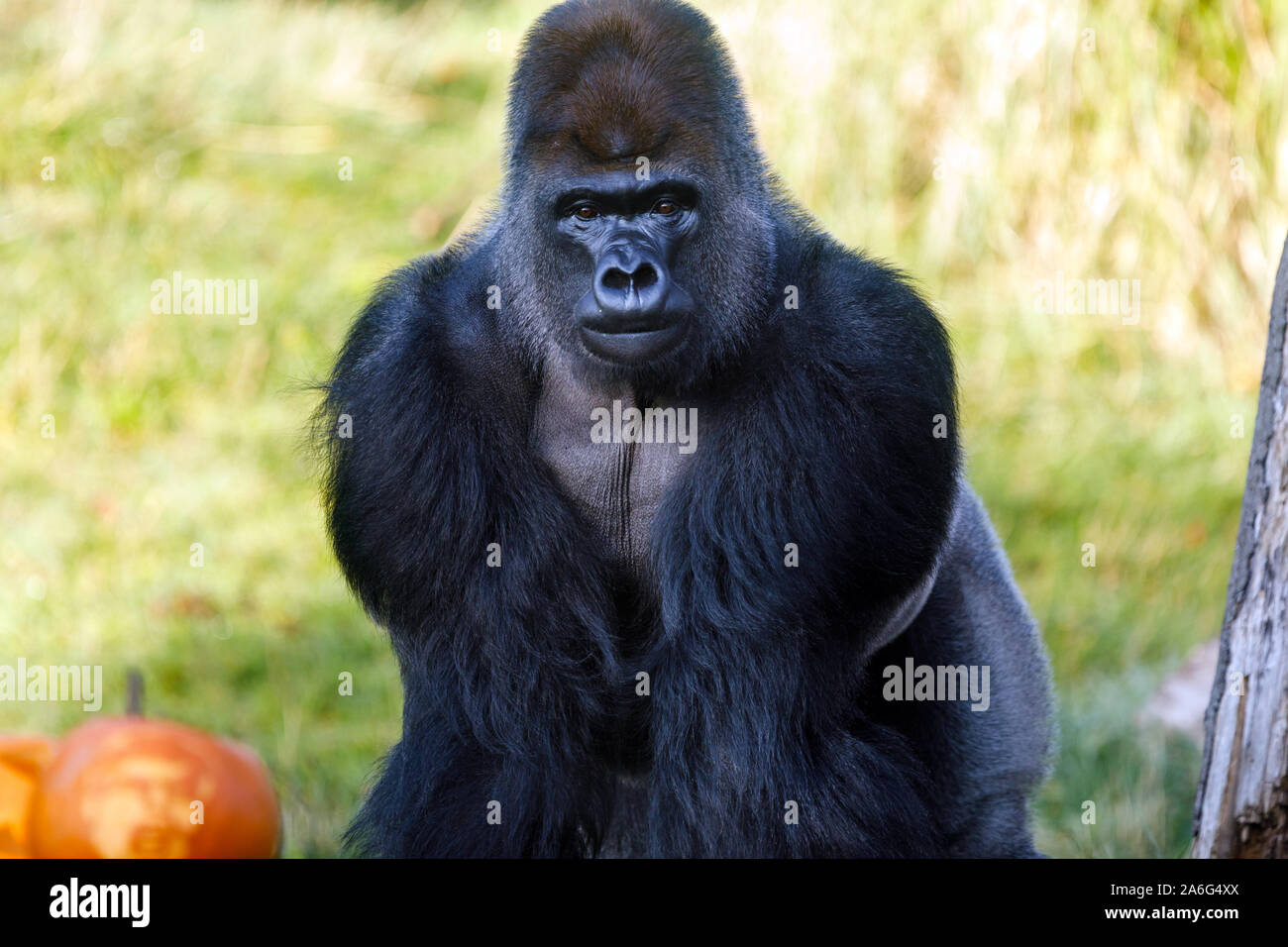 London, UK. 26th October 2019. Kumbuka, the impressive male silverback in ZSL London Zoos group of critically endangered Western-lowland gorillas dies, 25th October 2019.Photographed here, exactly a year ago, 25th October 2018, enjoying a Halloween treat of a giant pumpkin carved as Donald Trump. Kumbuka made headlines in 2016 when he famously escaped his enclosure, briefly exploring the zookeeper area next door to his den, where he opened and drank five litres of undiluted blackcurrant squash. He fathered a baby girl, Alika, his first offspring with mate Mjukuu in 2014 and a male, Ger Stock Photo