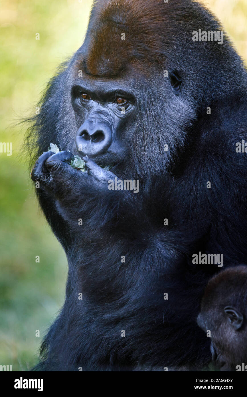 London, UK. 26th October 2019. Kumbuka, the impressive male silverback in ZSL London Zoos group of critically endangered Western-lowland gorillas dies, 25th October 2019.Photographed here, exactly a year ago, 25th October 2018. Kumbuka made headlines in 2016 when he famously escaped his enclosure, briefly exploring the zookeeper area next door to his den, where he opened and drank five litres of undiluted blackcurrant squash. He fathered a baby girl, Alika, his first offspring with mate Mjukuu in 2014 and a male, Gernot, with female, Effie, in 2015 Kumbuka died just a few weeks before his 22nd Stock Photo