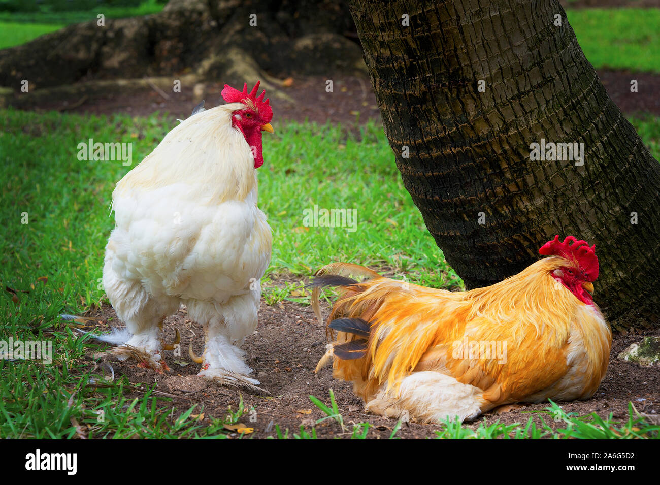 Close up of two large chickens, one standing, one sitting, at the base of a a coconut tree in