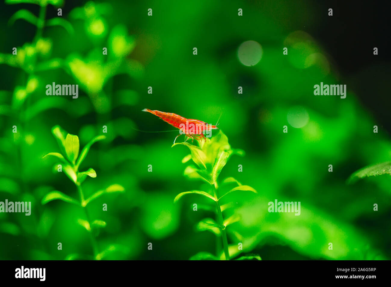 Big fire red or cherry dwarf shrimp with green background in fresh water aquarium tank Stock Photo