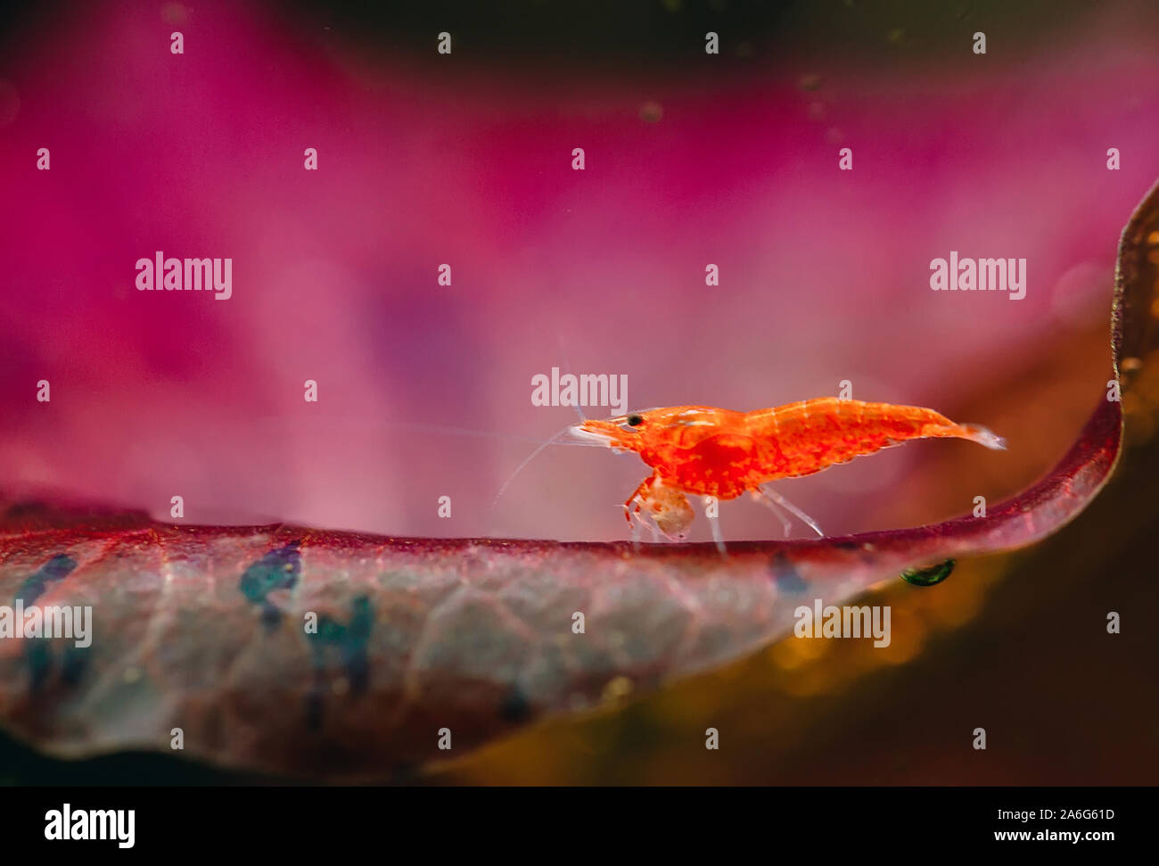 Big fire red or cherry dwarf shrimp with green background in fresh water aquarium tank Stock Photo