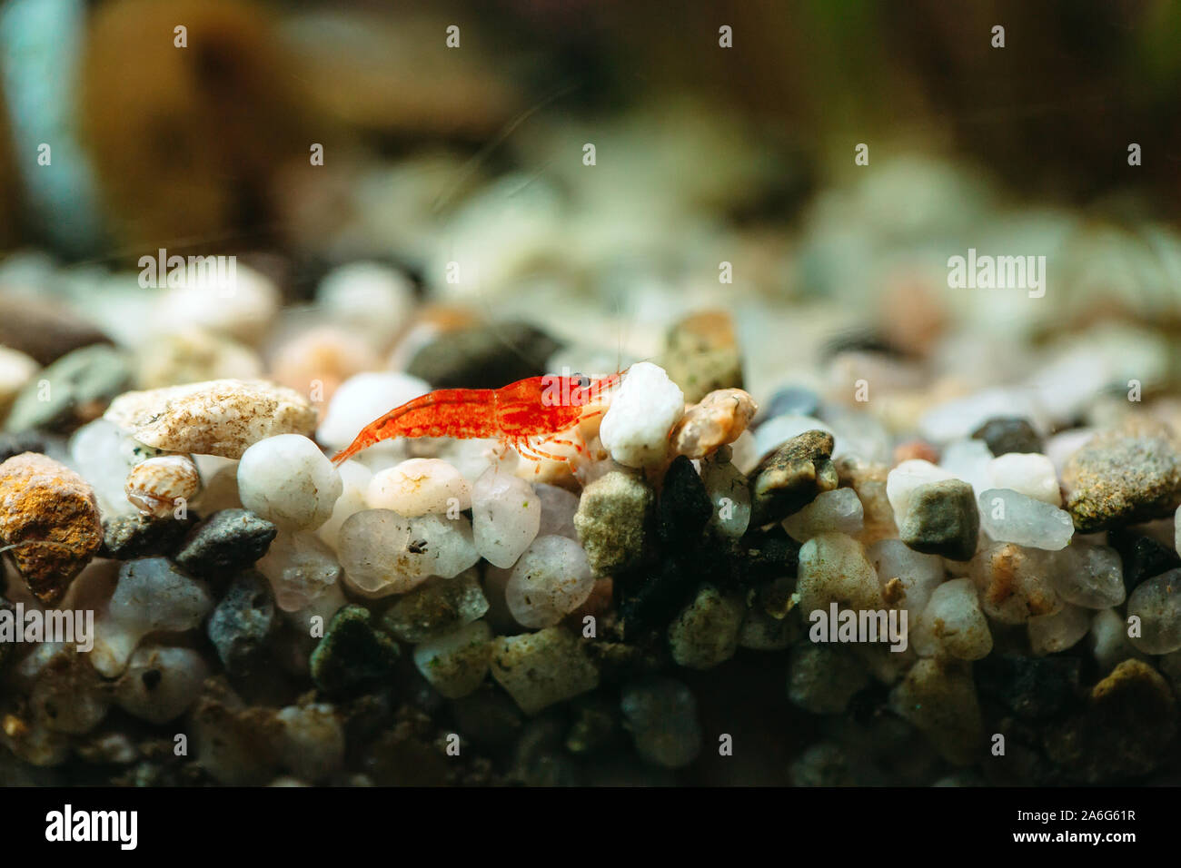 A horizontal macro shot of aquarium small cherry shrimp close-up in a freshwater aquarium  in the process of eating food Stock Photo