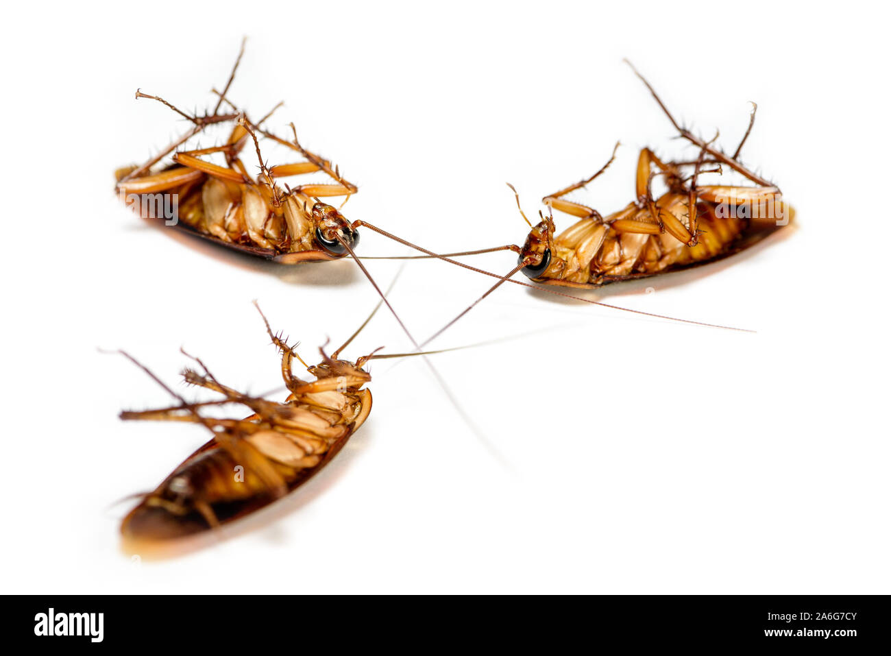 Macro closeup many cockroach lay dead isolated on white background ...