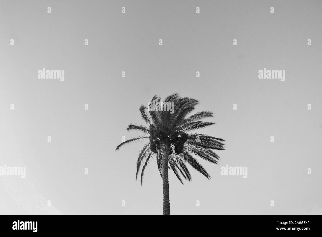 Palm tree in paradise, black and white photograph Stock Photo - Alamy