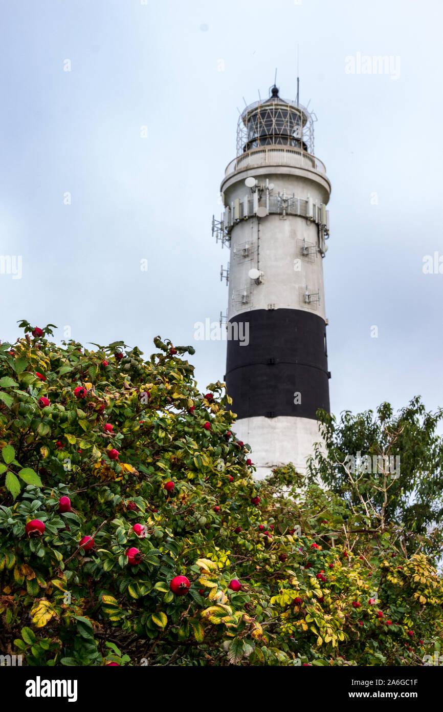 Sylt Rose Stock Photos Sylt Rose Stock Images Alamy