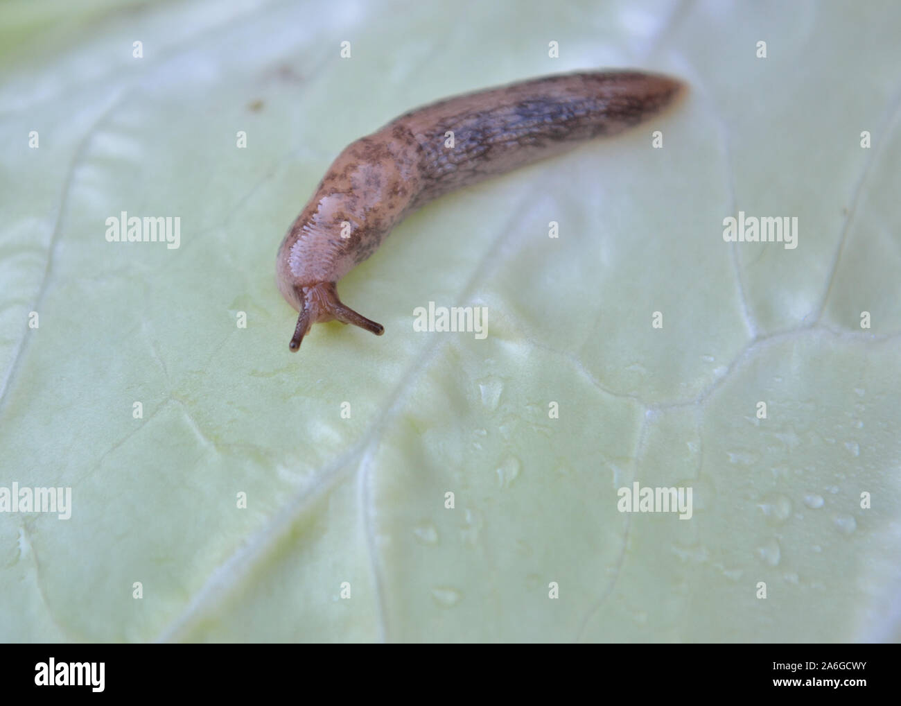 Grey garden slug on cabbage leaf, Deroceras reticulatum Stock Photo