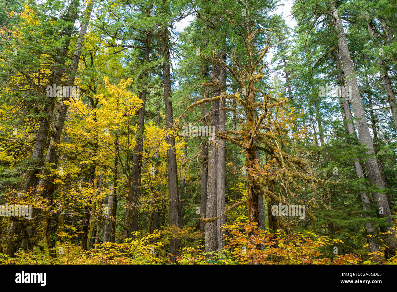 Autumn foliage in the Gifford Pinchot National Forest, Washington, USA