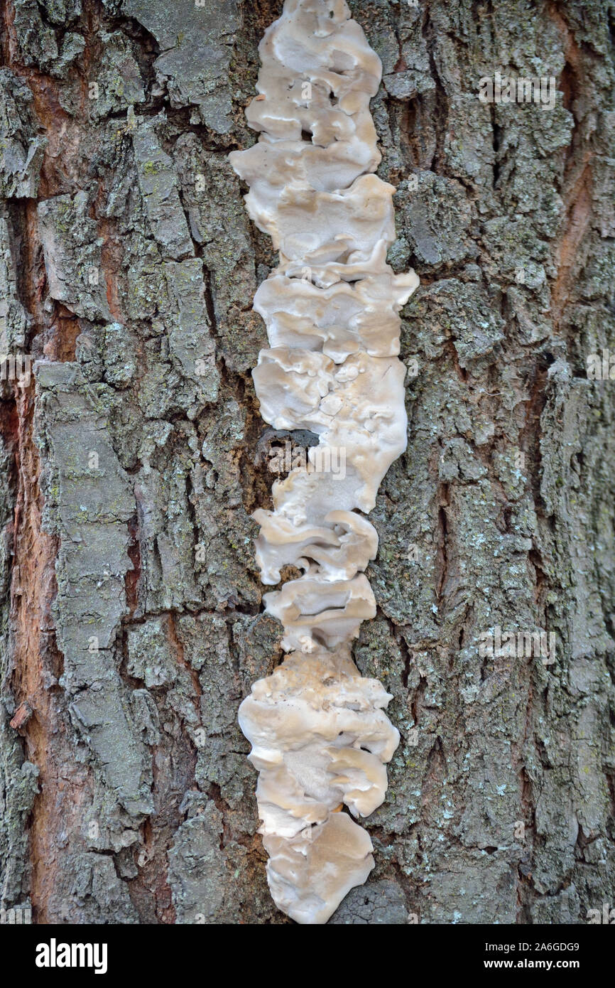 Wood-decay fungus of living plum tree Stock Photo