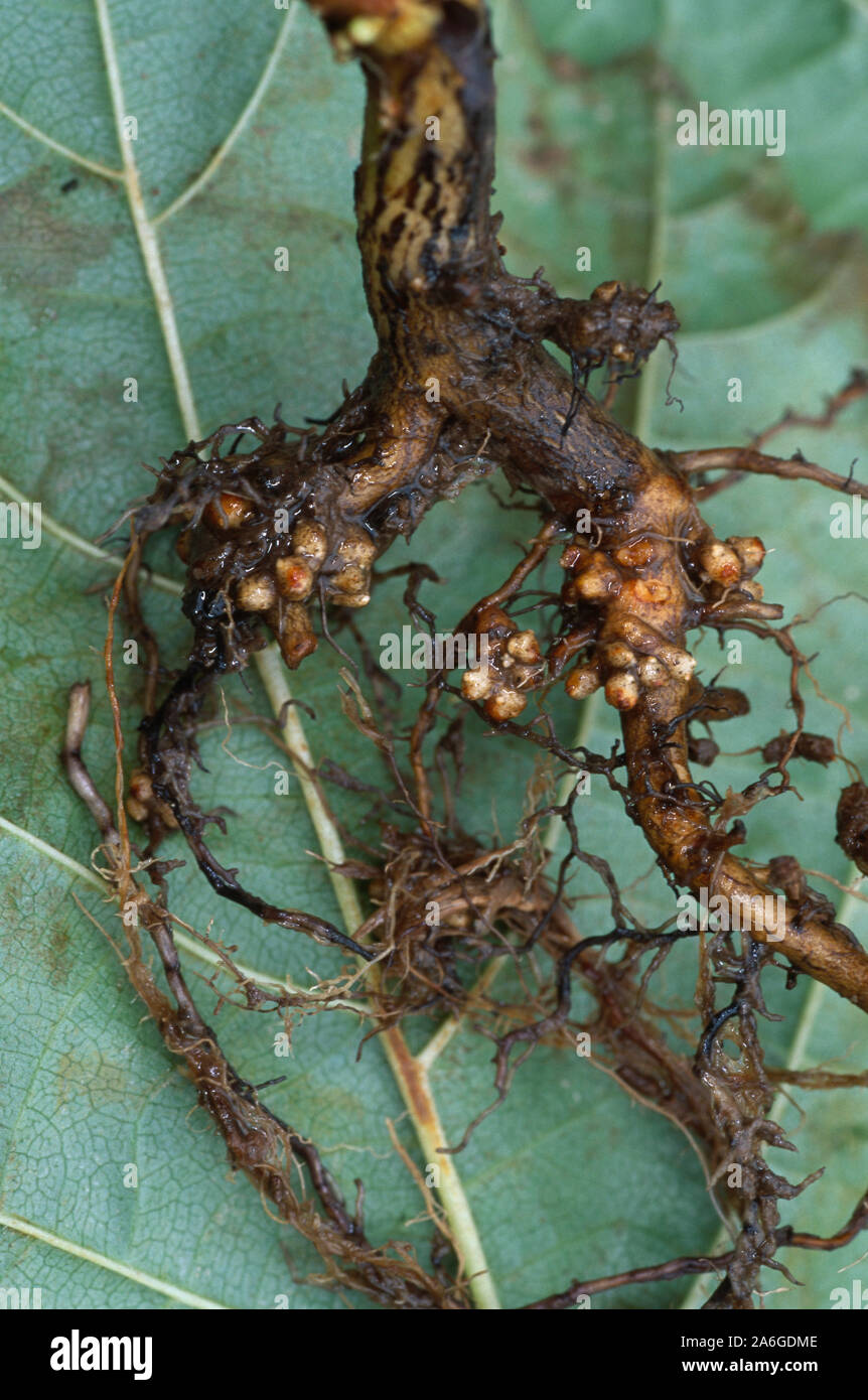 ALDER TREE  sapling root system (Alnus glutinosa),  uprooted, showing rounded nodules containing nitrogen-fixing bacteria. Calthorpe Broad. Norfolk. Stock Photo