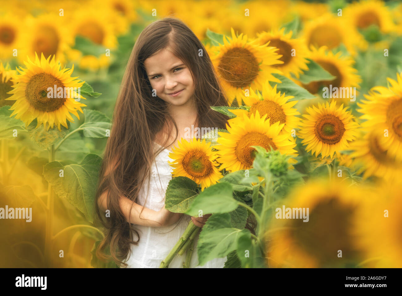 Portrait of a beautiful little girl in a field of sunflowers Stock ...