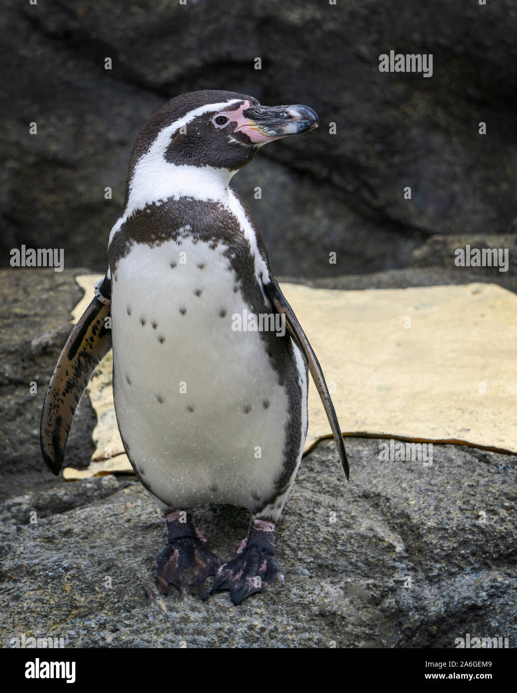 humboldt penguin Calgary Zoo Alberta Stock Photo - Alamy