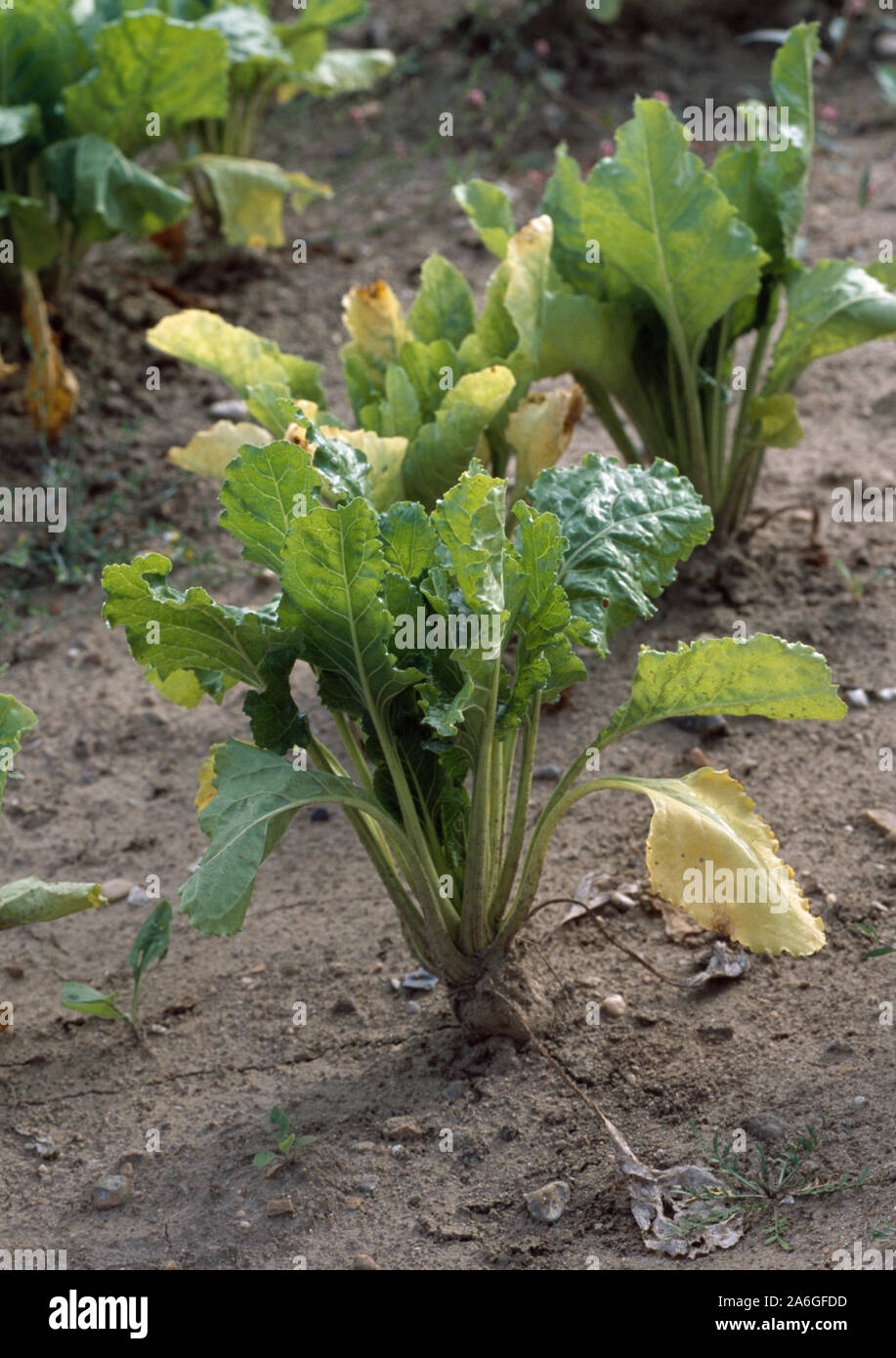 Sugar Beet Plant sugar-beet-plant