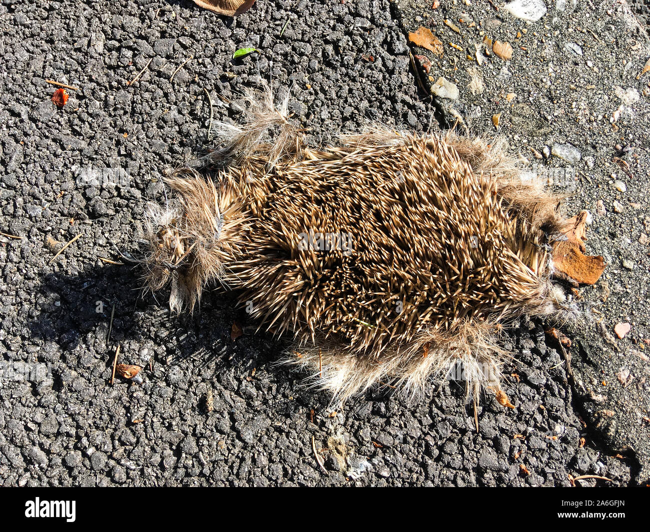 Dead hedgehog, Bron, Lyon, France Stock Photo