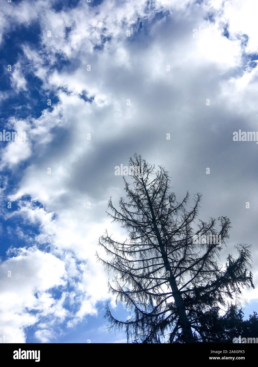 Maladie du sapin hires stock photography and images Alamy