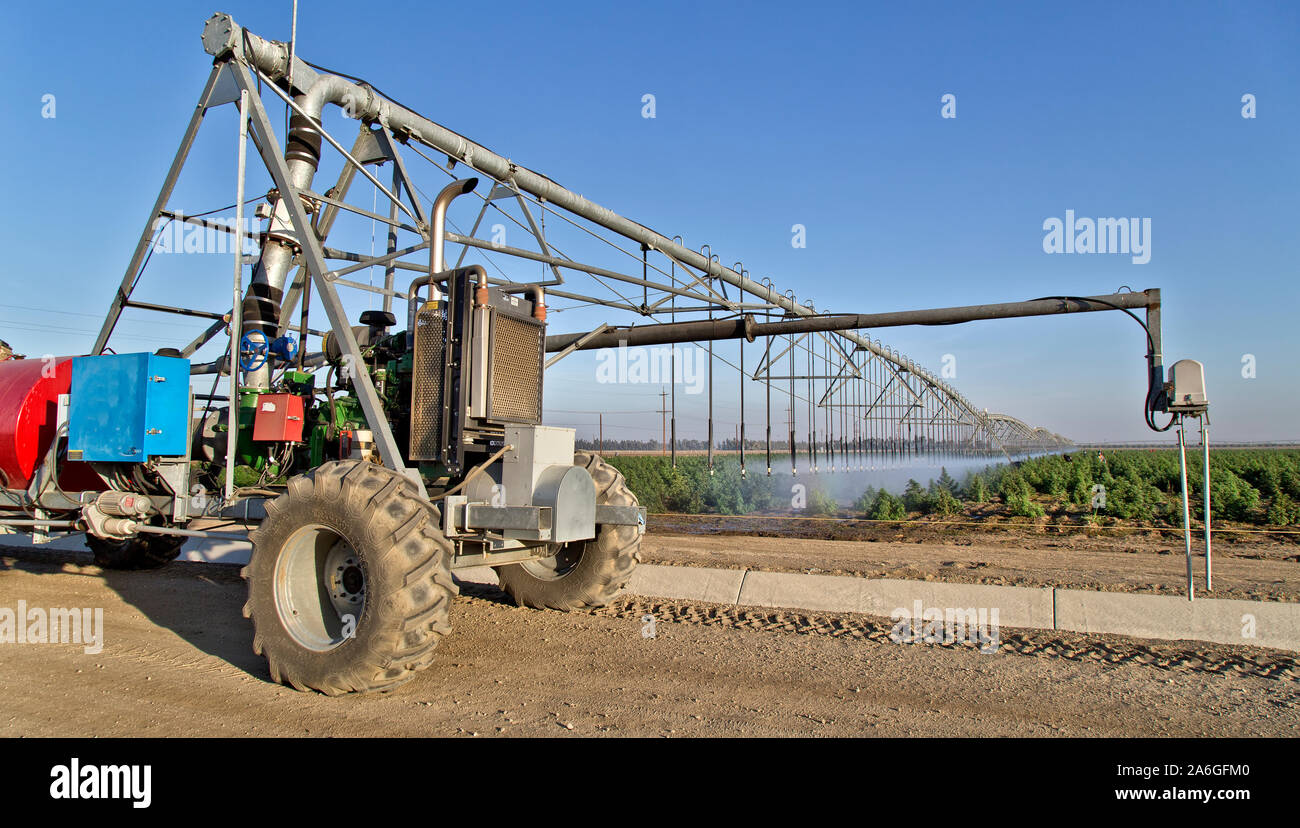 Linear Self Propelled Irrigation System operating, Hemp  'Frosted Lime' strain,  maturing in field,  'Cannabis sativa', field workers. Stock Photo