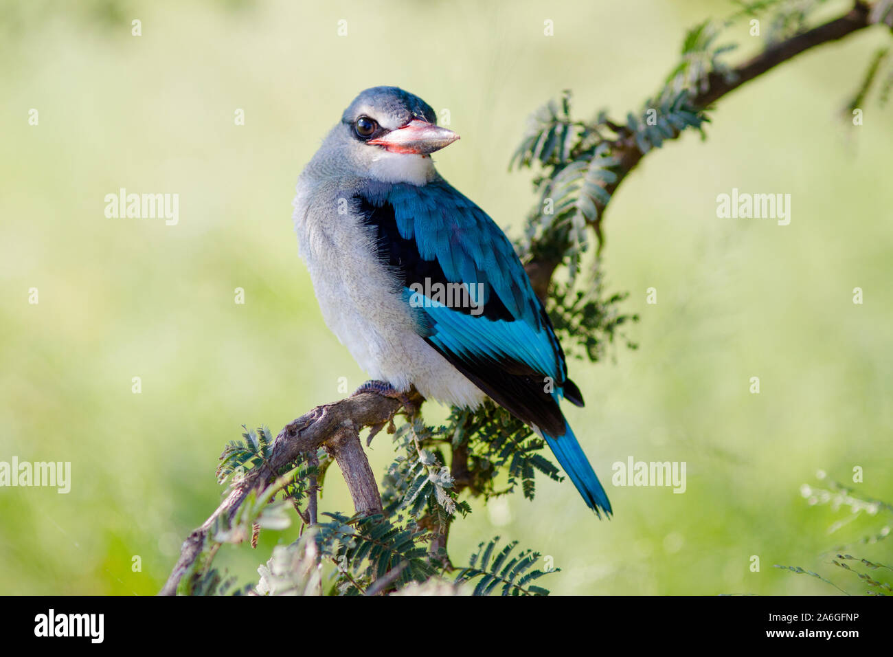 A woodland kingfisher, unperturbed, perches right next to the vehicle in Kruger, South Africa. Stock Photo