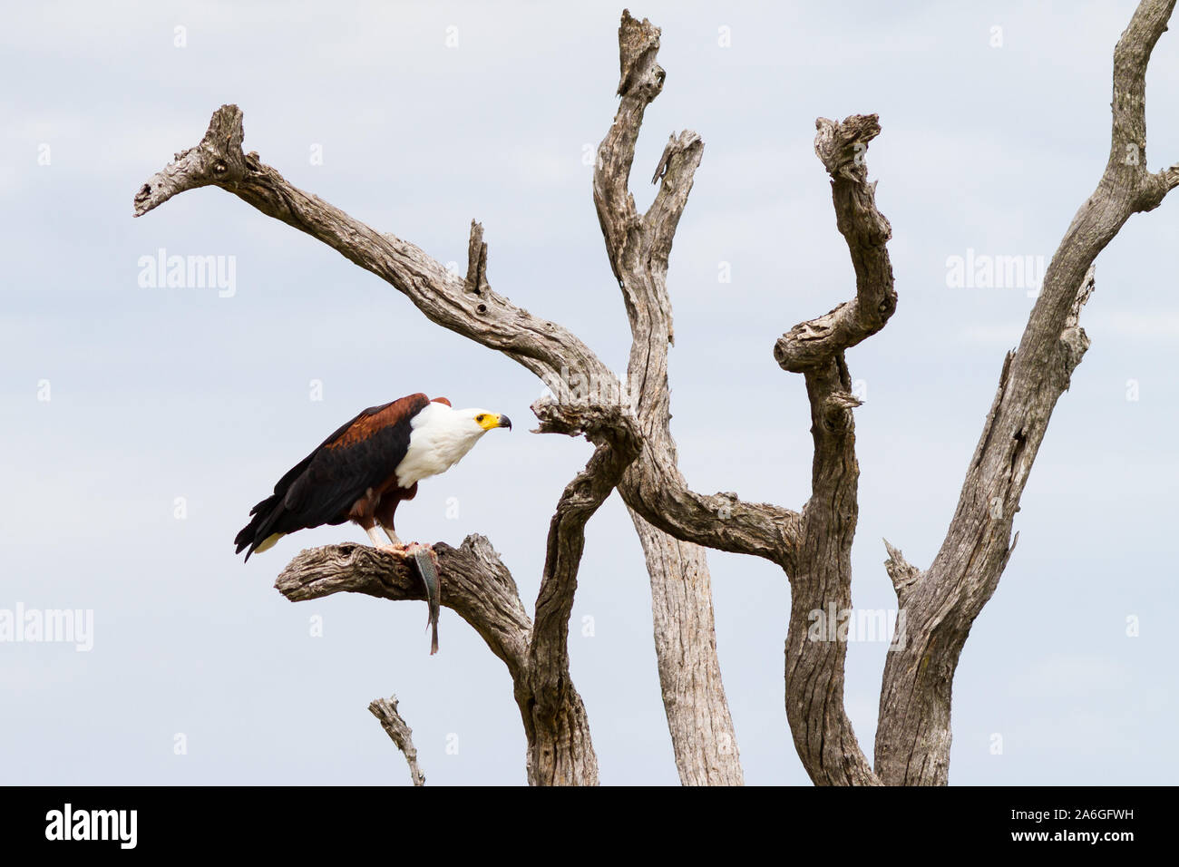 An African fish-eagle takes time out from eating a freshly caught fish to seemingly stare at the anthropomorphic shapes construed around it in the dried trees. Stock Photo