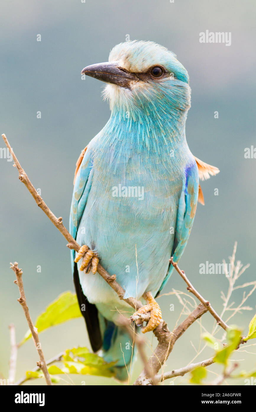 A European roller perched on a branch in Kruger National Park, South Africa. Stock Photo