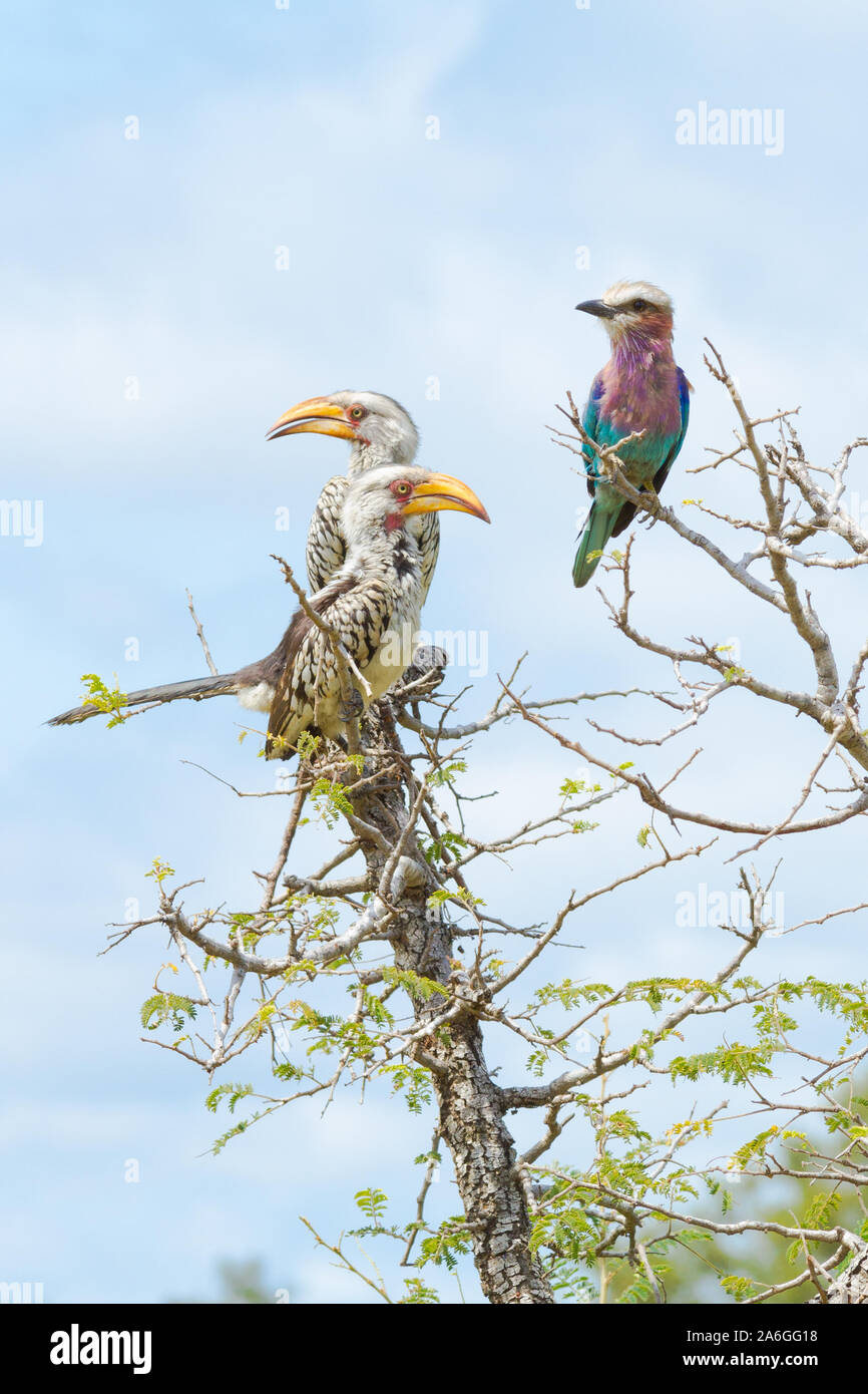 On the bird-filled S145 in Kruger National Park, two yellow-billed hornbill and a lilac breasted roller share a tree and keep watch for food and for danger. Stock Photo