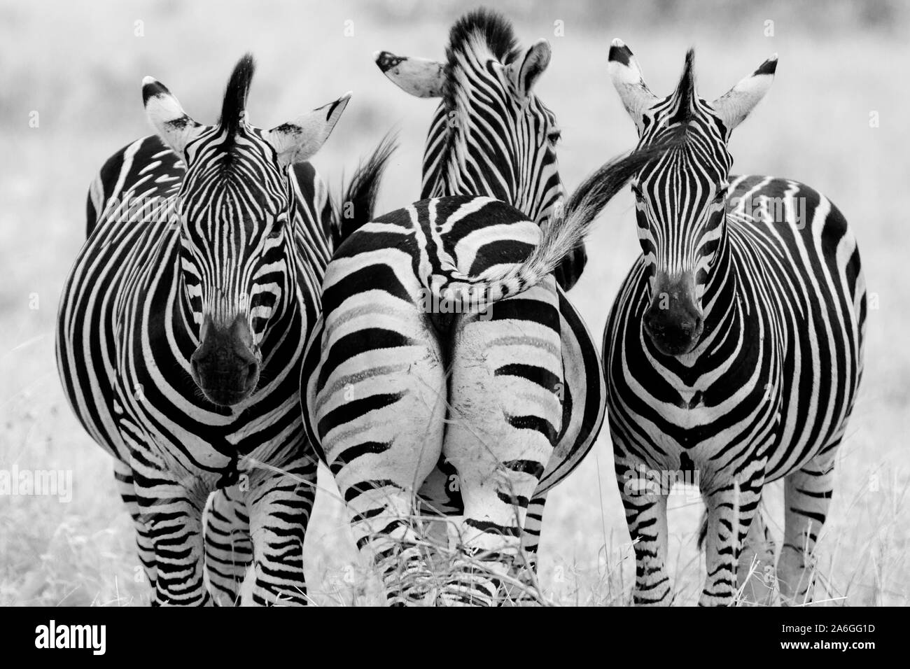 Three zebra check out the surroundings as a group in Kruger National Park, South Africa Stock Photo