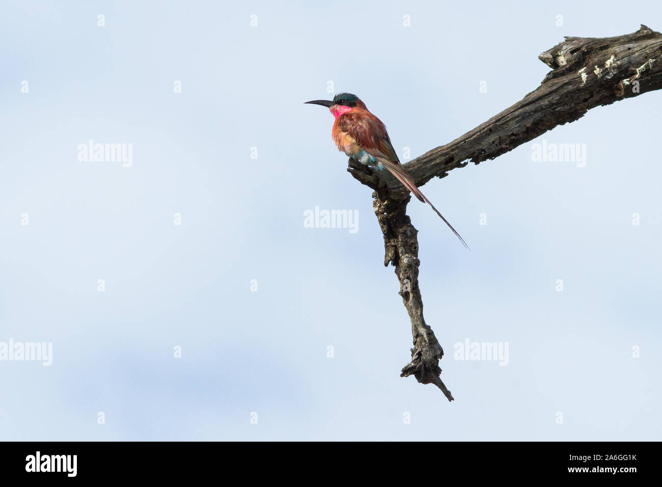 A Southern Carmine Bee-Eater waits on its perch in Kruger National Park, South Africa. Stock Photo