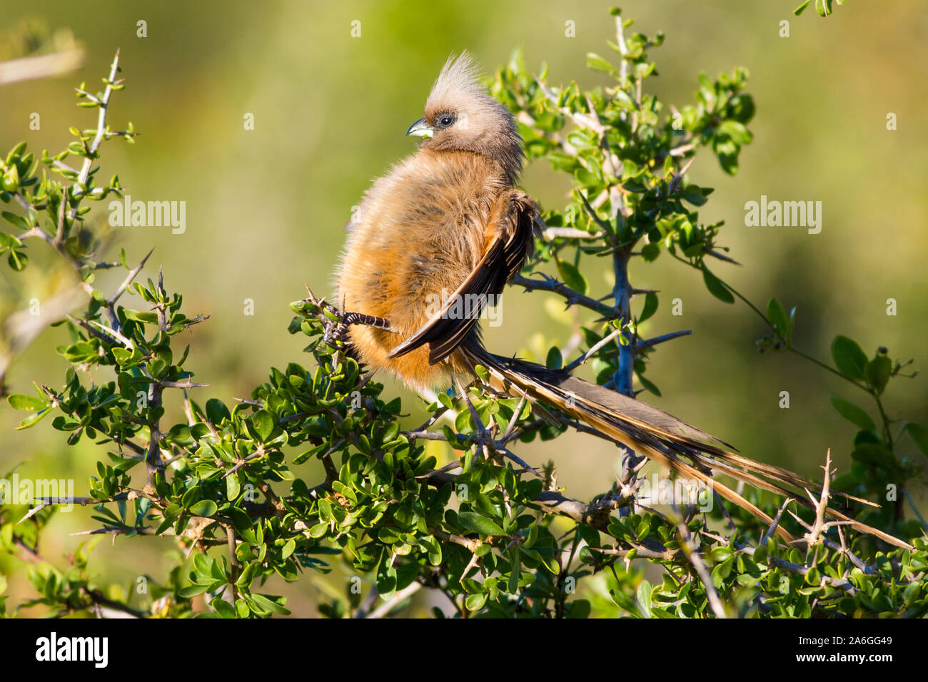 A speckled mousebird reclines on the top of a bush in Addo Elephant Park, soaking up the sunshine. Stock Photo