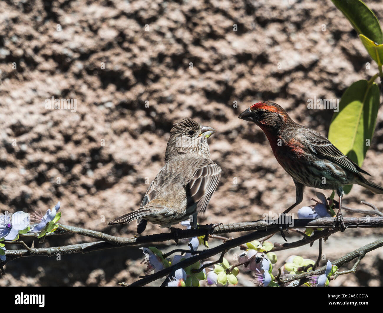 female and male house finches on branch Stock Photo Alamy