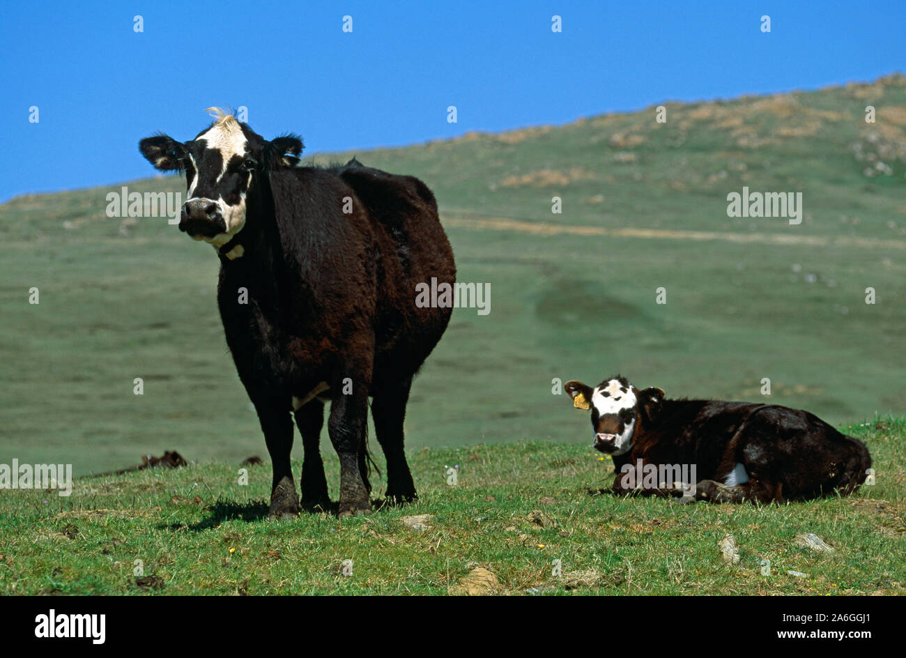 SHETLAND Cow and calf. Native breed. Herma Ness, Unst, Shetland Isles, Scotland. Survival in extreme weather conditions. Sea, cliff horizon background. Stock Photo