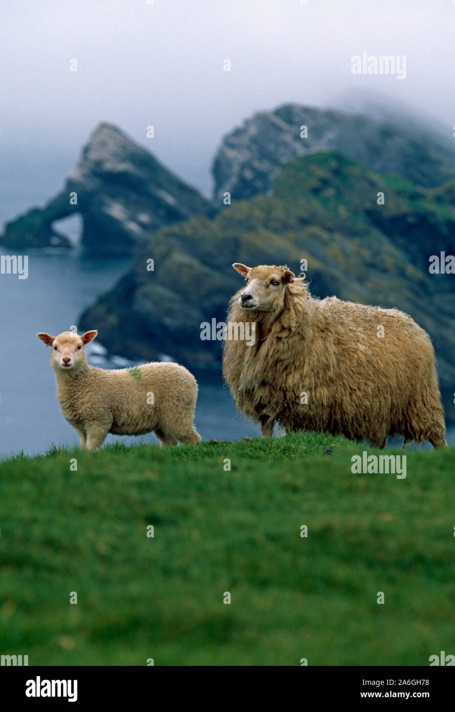 SHETLAND SHEEP. Ewe with lamb on cliff edge. Native breed.  Herma Ness, Unst, Shetland Isles, Scotland. Survivors adverse extreme weather conditions. Stock Photo