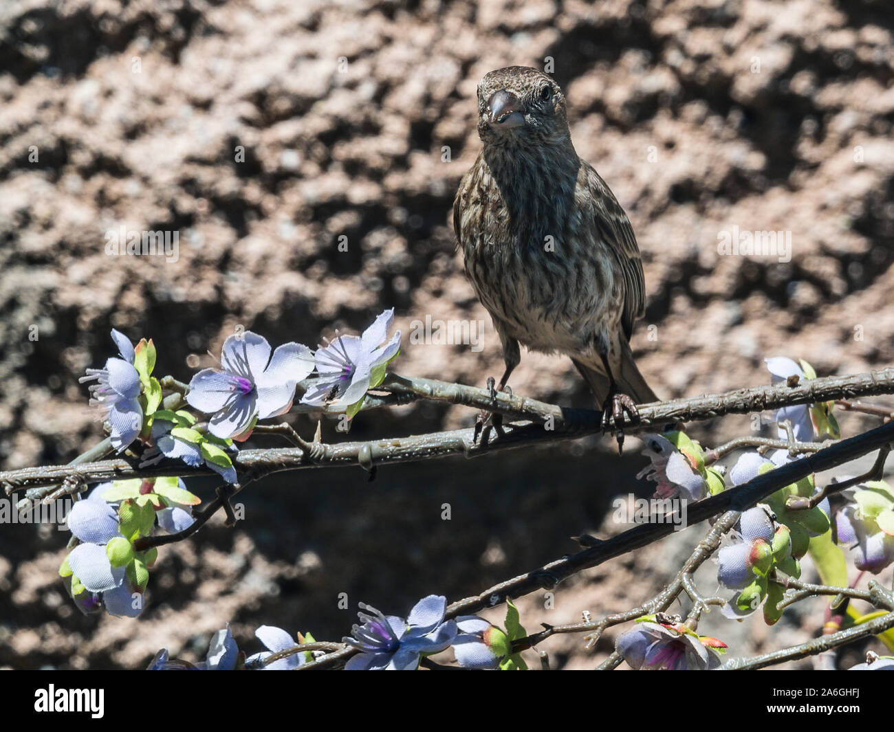 Female house finch on branch stock photo alamy