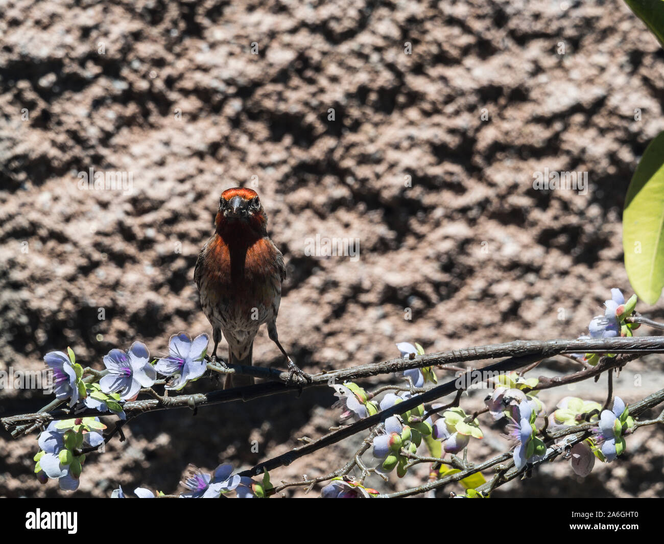 house finch on branch Stock Photo