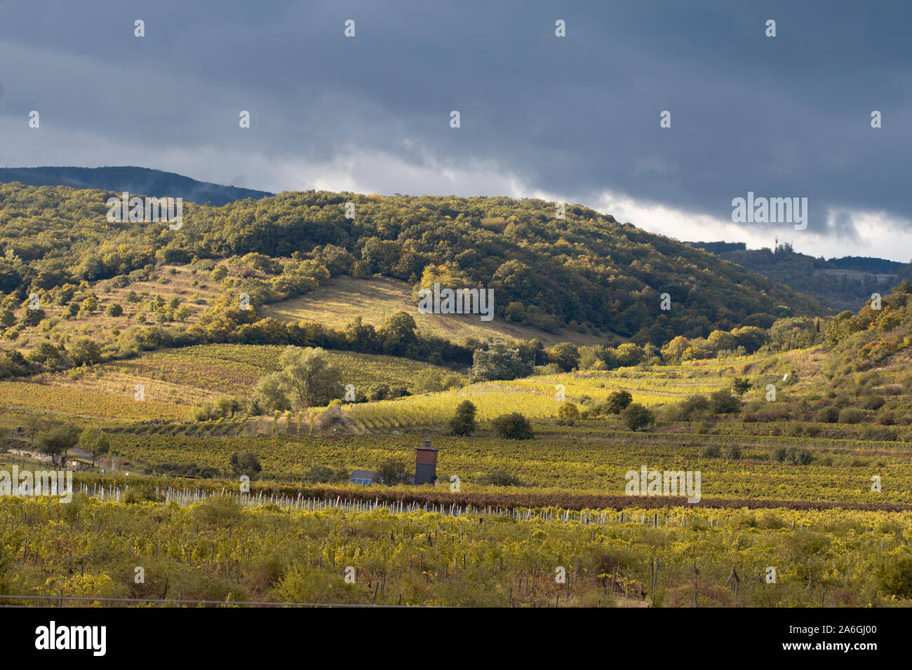 vineyard countryside on small hills Stock Photo