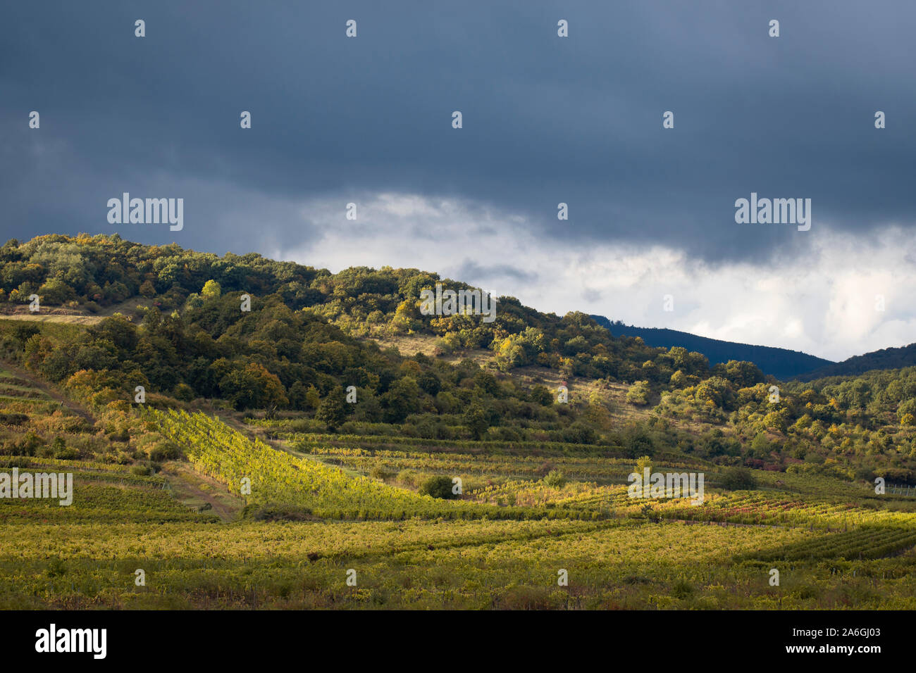 green summer vineyard countryside with cloudy sky Stock Photo