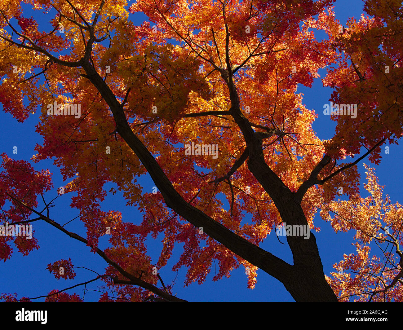 Against a blue sky, the late afternoon sun catches the orange and red