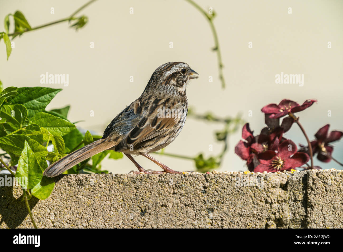 sparrow on cement wall Stock Photo