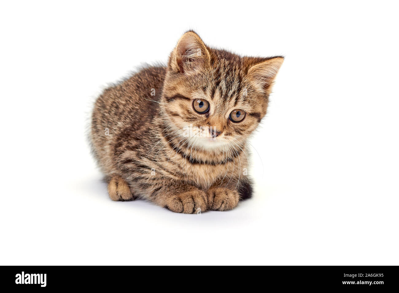 Lovely little kitten on white background Stock Photo