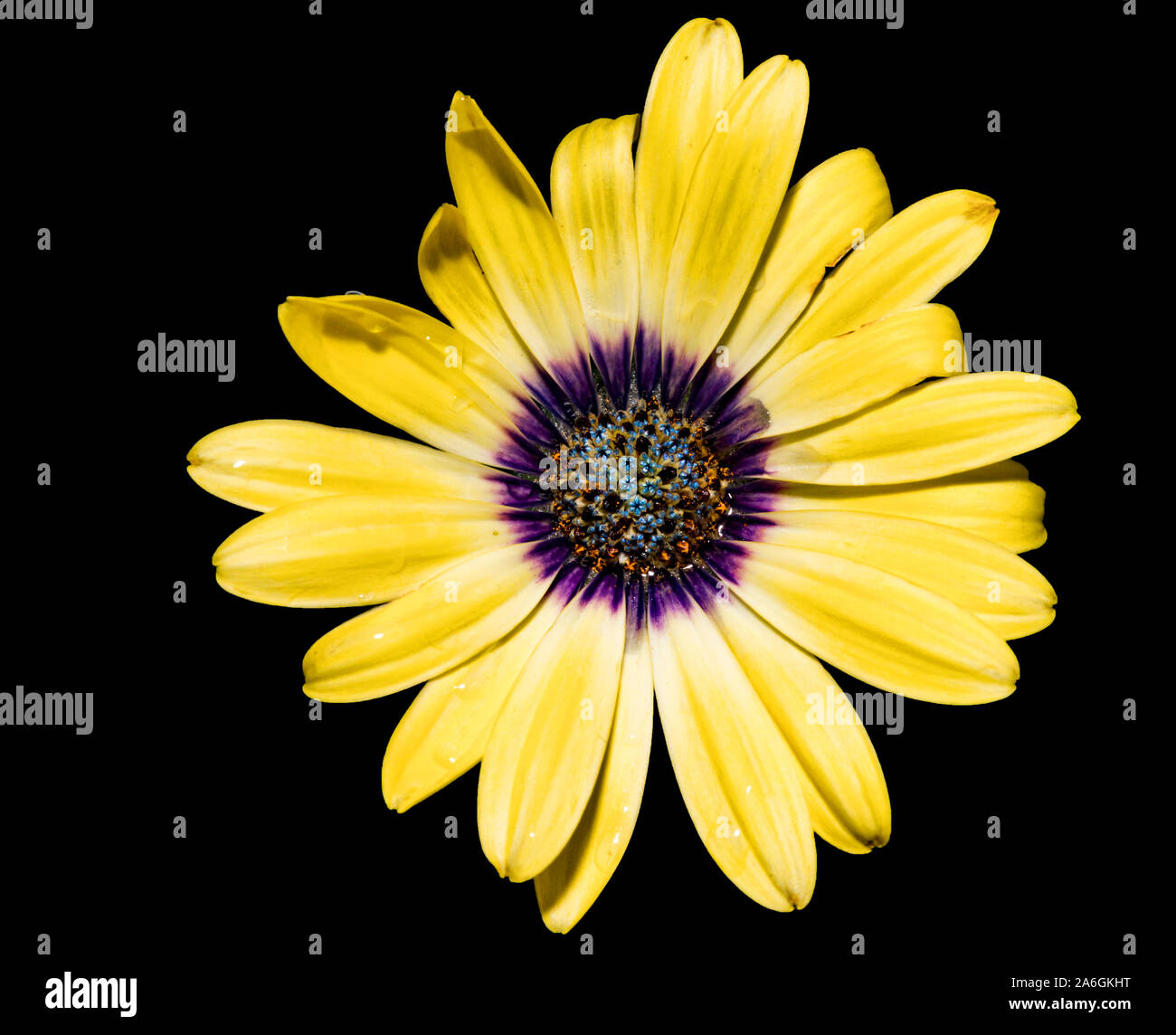 african daisy isolated against black Stock Photo