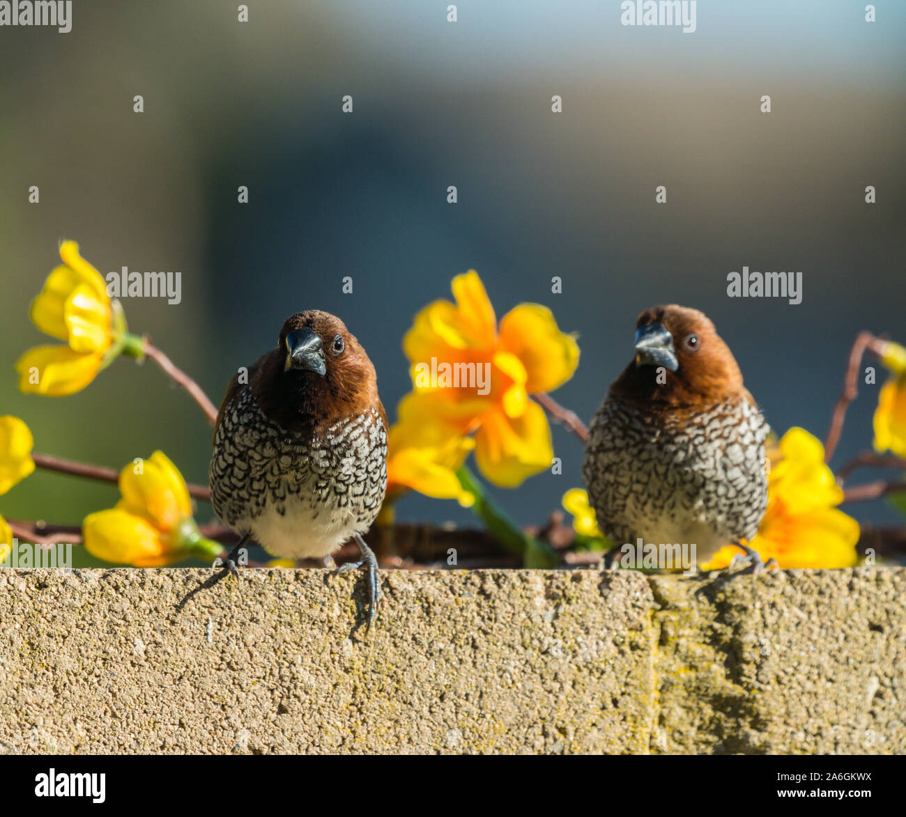 Concrete Bird Feeder Stock Photos Concrete Bird Feeder Stock