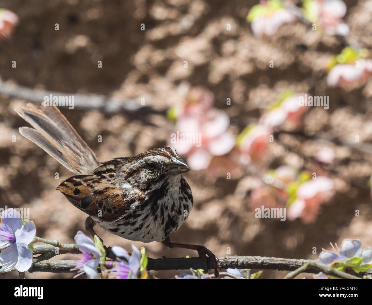 song sparrow on branch Stock Photo