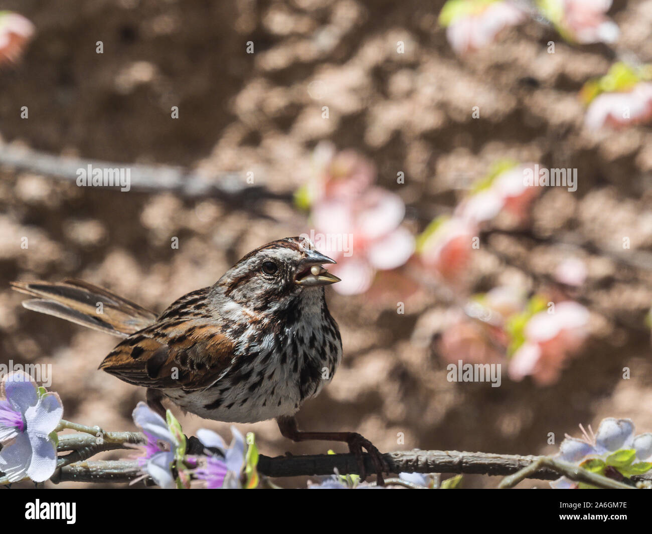 song sparrow on branch Stock Photo