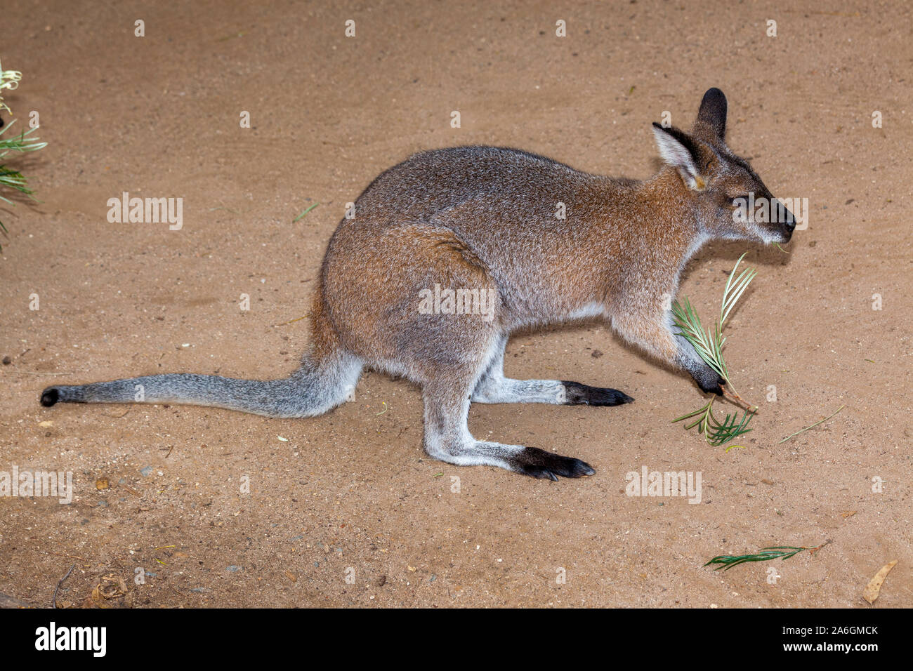 very pretty kangaroo possibly a rock wallaby Stock Photo