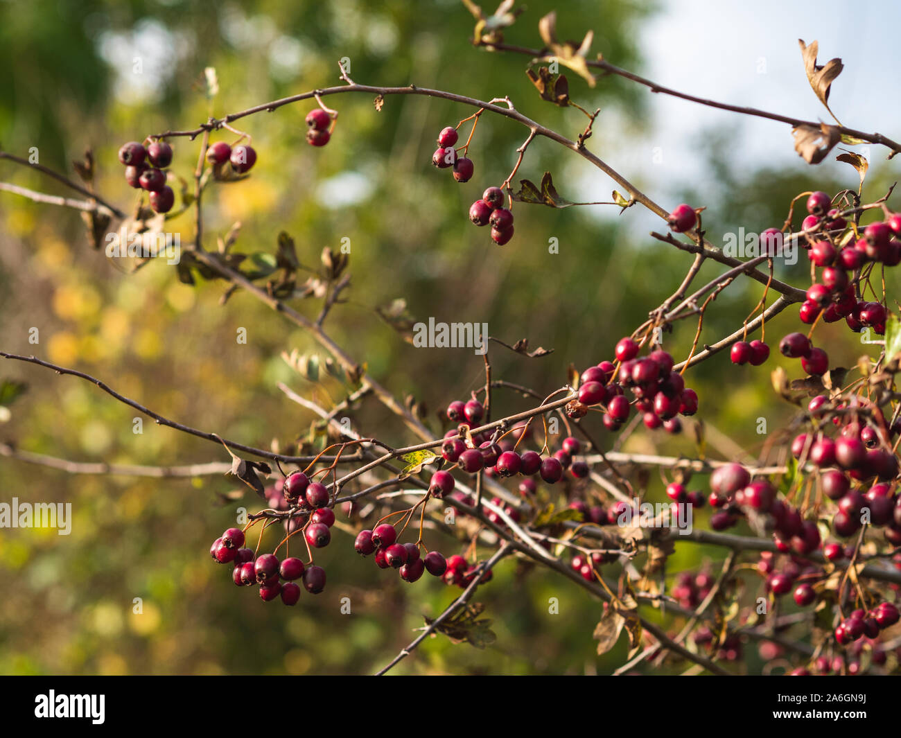 A hawthorn bush in autumn Stock Photo