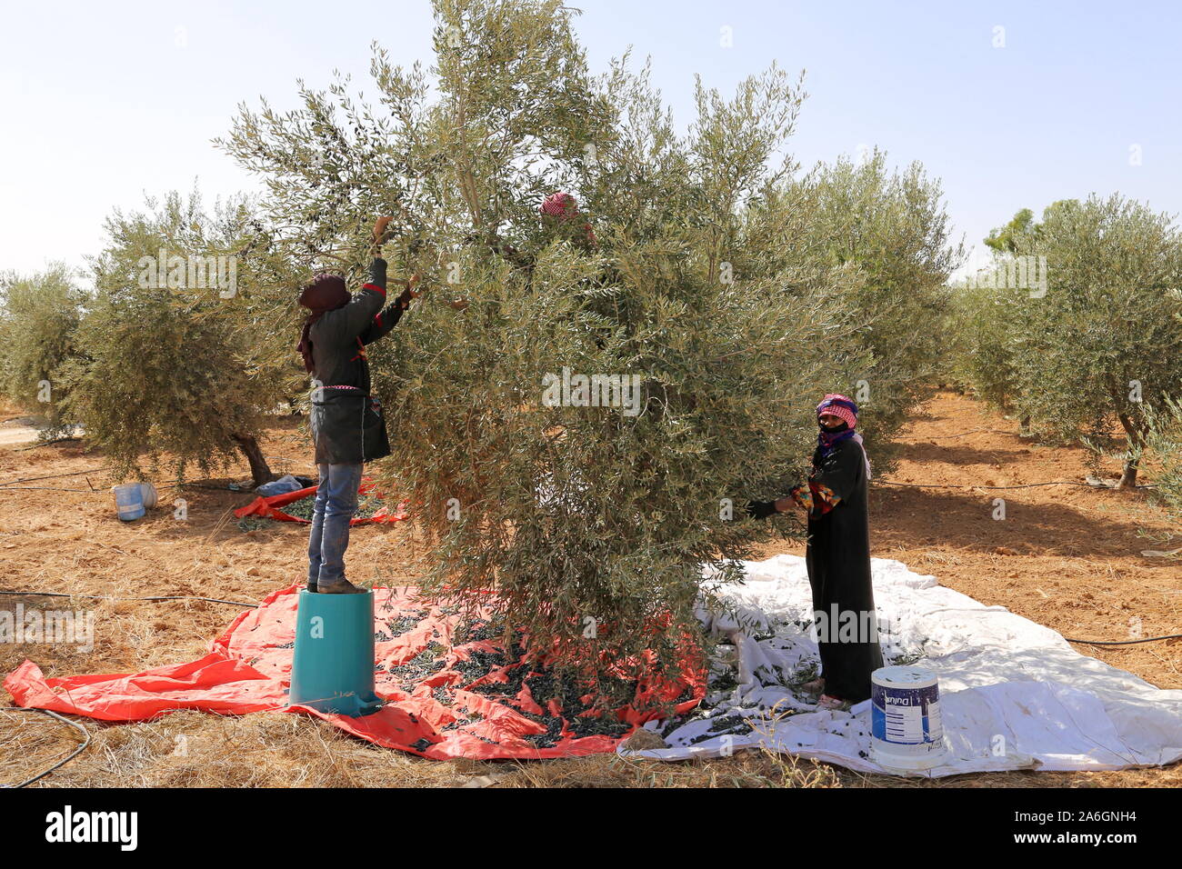Harvesting olives near Nitil, Madaba, Amman Governorate, Jordan, Middle East Stock Photo