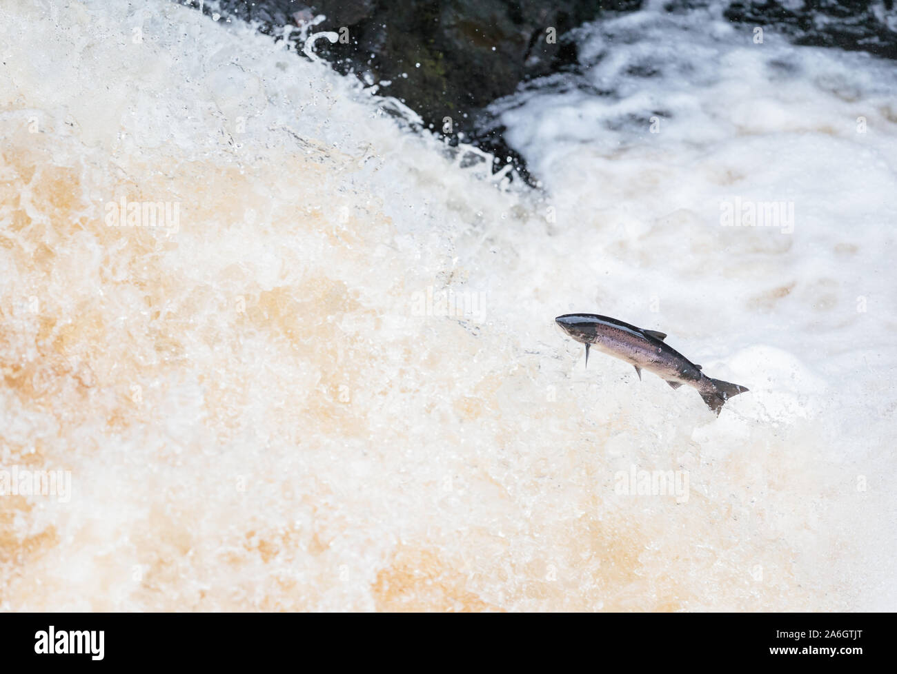 wild atlantic salmon leaping on a waterfall up to spawning grounds, a force  of nature and most amazing determination Stock Photo - Alamy