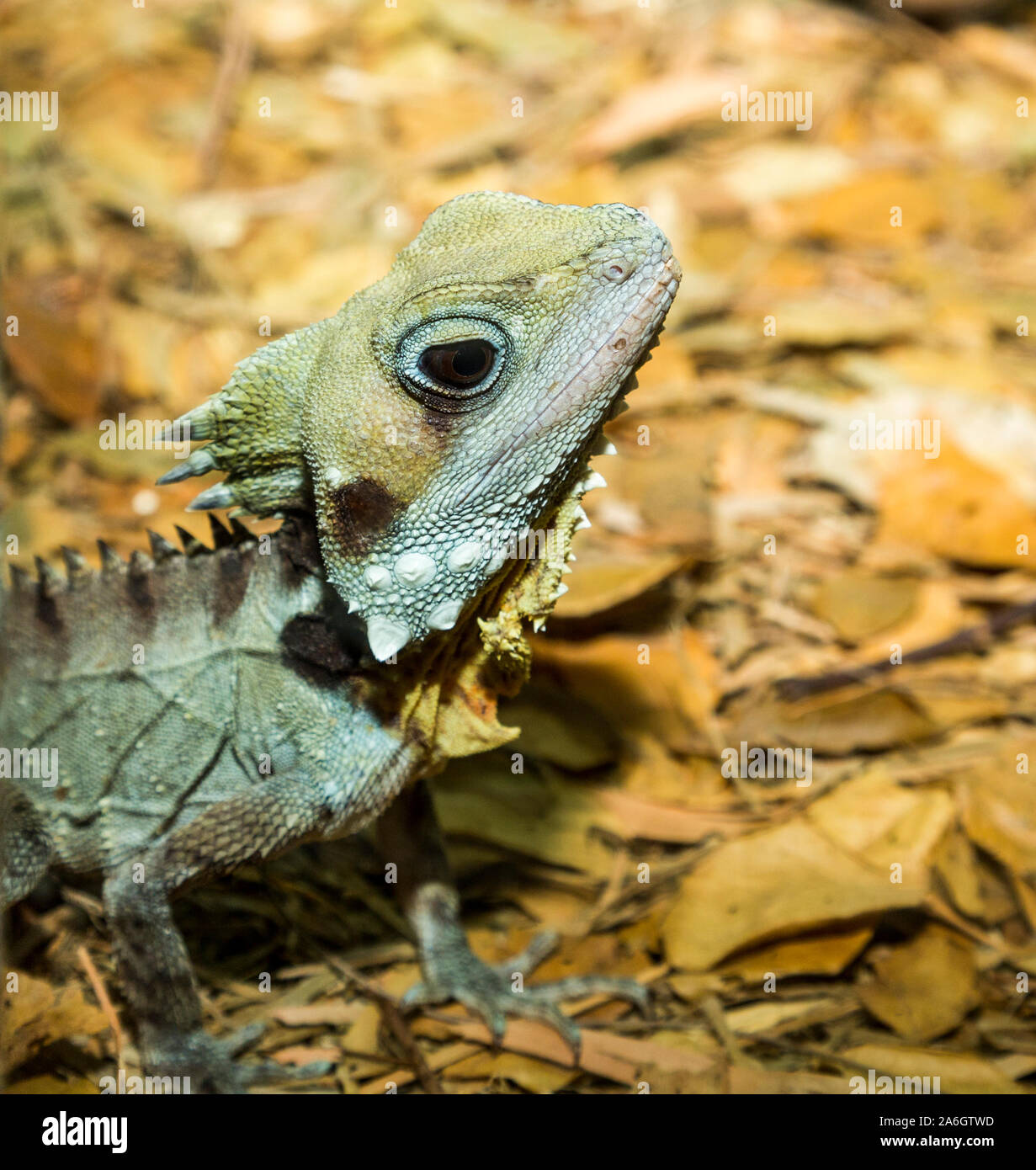 Boyd's forest dragon (Lophosaurus boydii, formerly Hypsilurus boydii) is a species of arboreal agamid lizard found in rain forests and their margins in Stock Photo