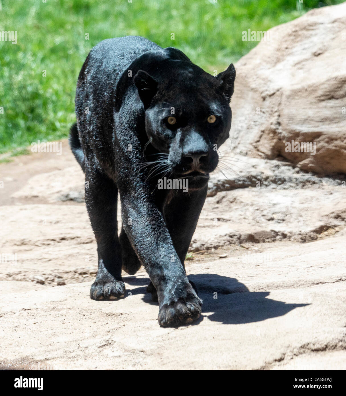 A black panther is the melanistic color variant of any big cat species. Black panthers in Asia and Africa are leopards (Panthera pardus), and those in Stock Photo
