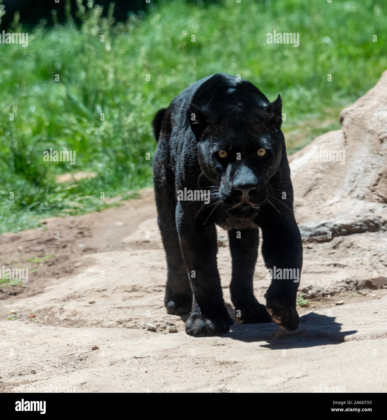 A black panther is the melanistic color variant of any big cat species. Black panthers in Asia and Africa are leopards (Panthera pardus), and those in Stock Photo