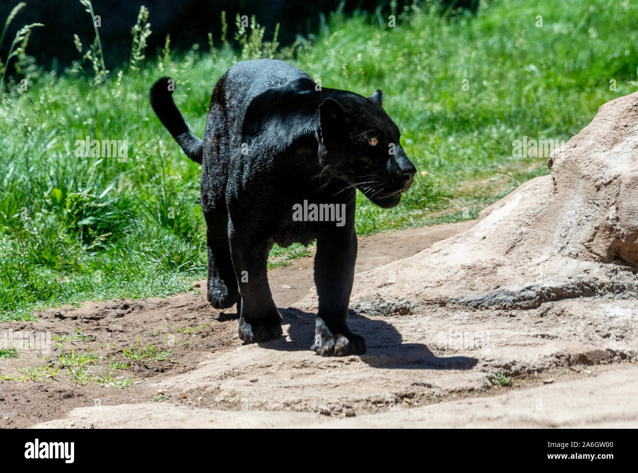 A black panther is the melanistic color variant of any big cat species. Black panthers in Asia and Africa are leopards (Panthera pardus), and those in Stock Photo