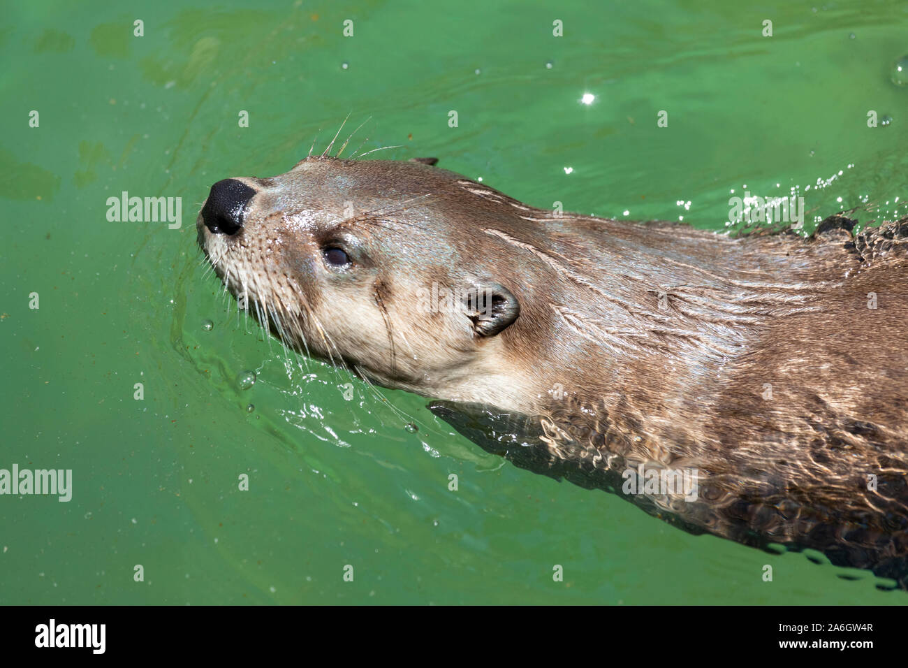 otter an aquatic mammal usually found in family groups Stock Photo