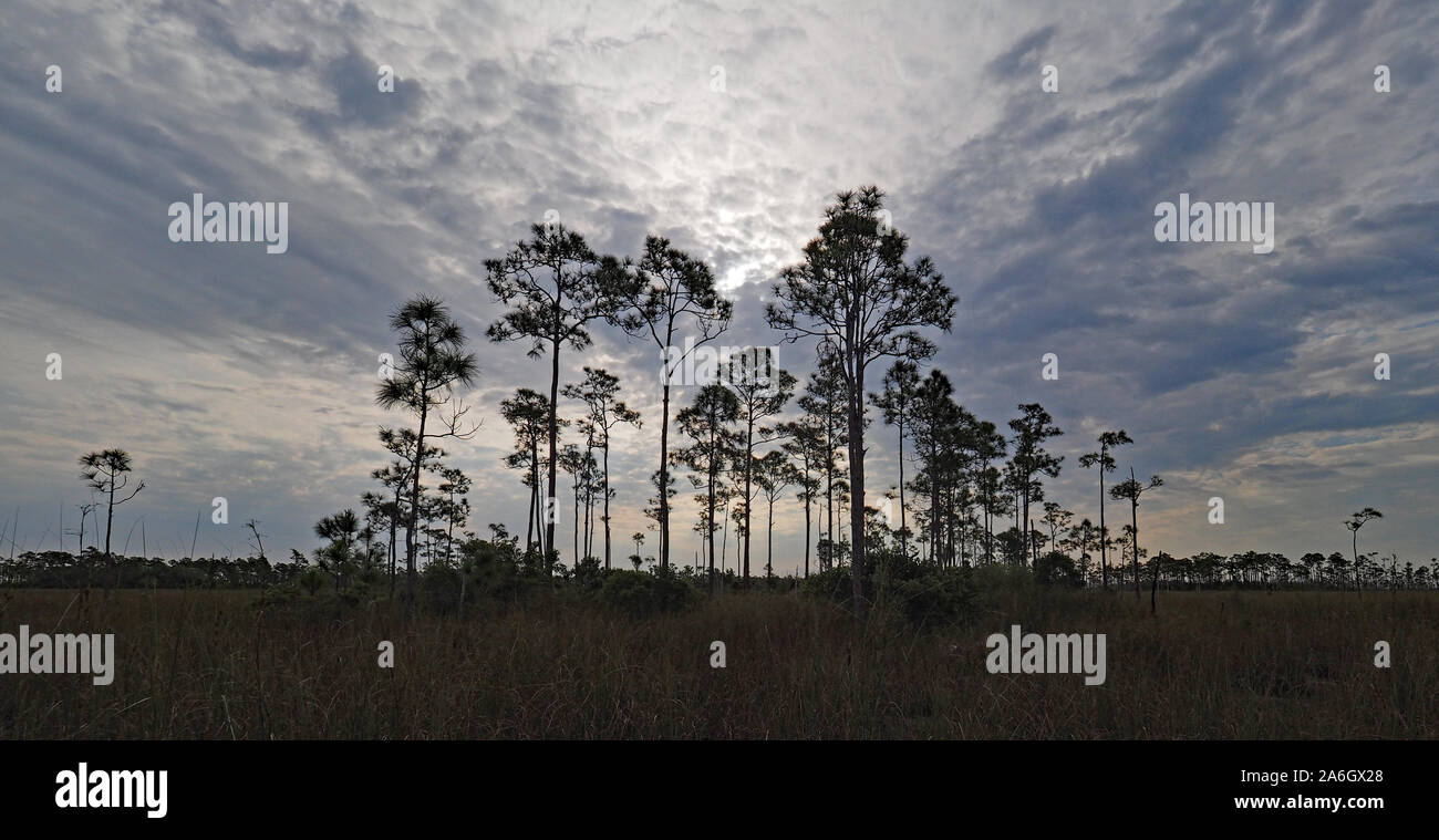 Stand of Pine Trees under early morning cloudscape in Everglades Nationsl Park, Florida. Stock Photo
